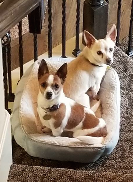 Adoptable Pets of the Week: Bonded Pair Roy & Lee