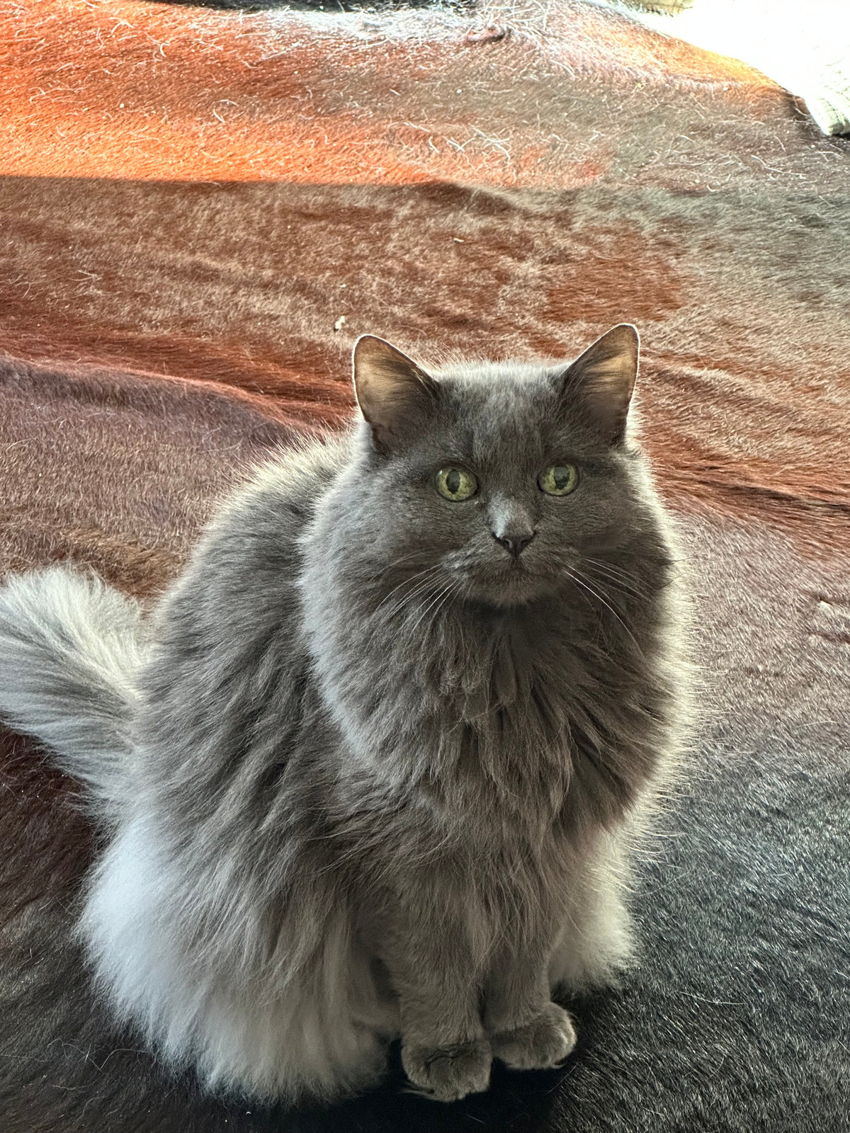 Balance for Plush Mufasa