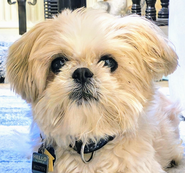 Rush balance for Scooter